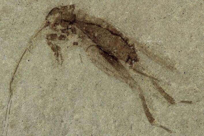 Eocene Fossil Cricket (Orthoptera) - Green River Formation #356698